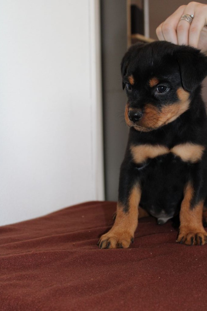 Des Breizh d'Enfer - Rottweiler - Portée née le 24/09/2019